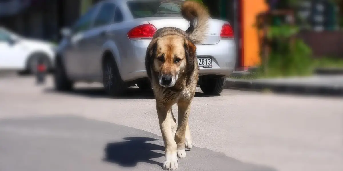 Başıboş Köpeklerle İlgili Yeni Adım