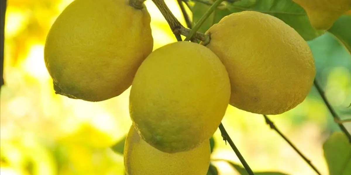 Limon İhracatına Soğuk Hava Engeli