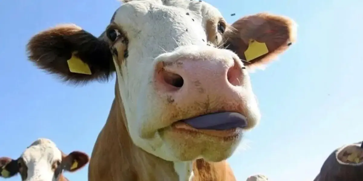 Muğla'da Mavi Dil Hastalığı Paniği! Karantina Başladı