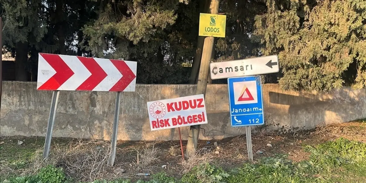 Hatay'da Kuduz Alarmı: Başıboş Köpekler Toplatılıyor
