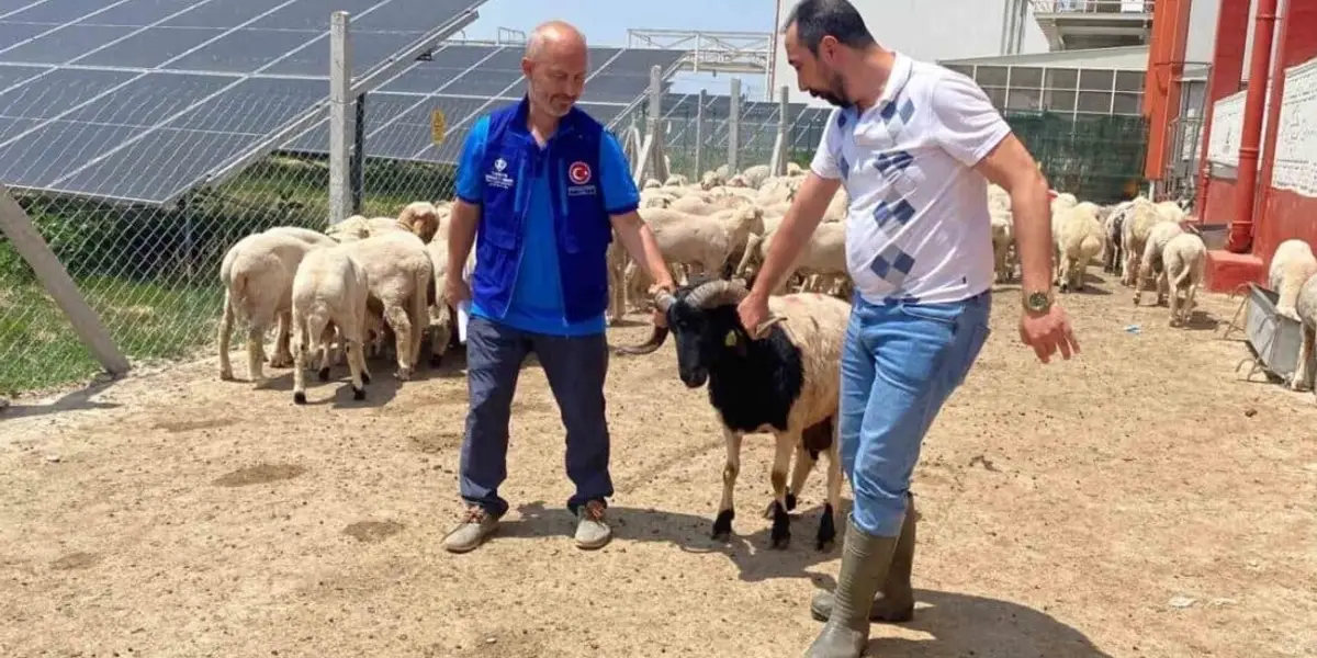 Erdoğan'ın Bağışladığı Kurbanlıklar Kesildi