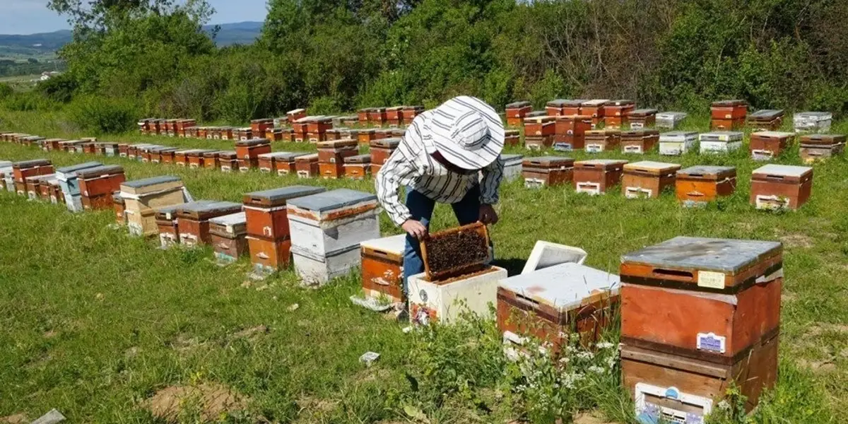 Kastamonu'da Kestane Balı Alarmı