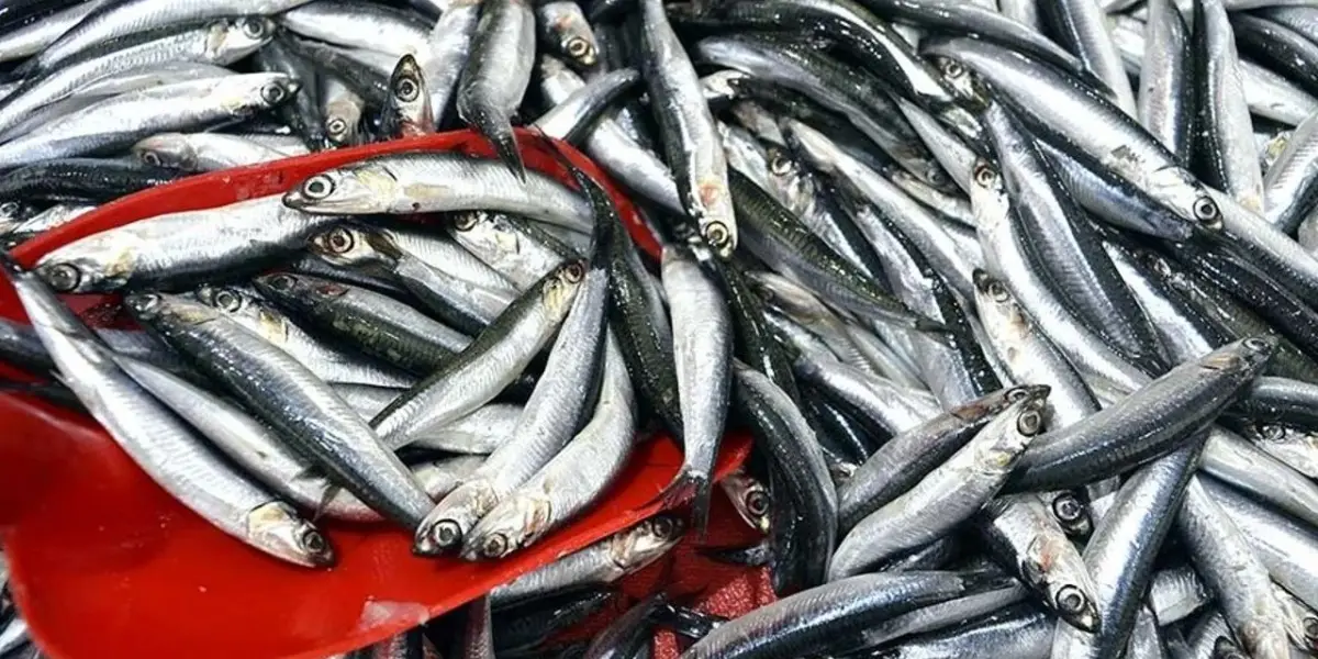 Hamsi ve İstavritin Kilosu 150 TL'ye Düştü