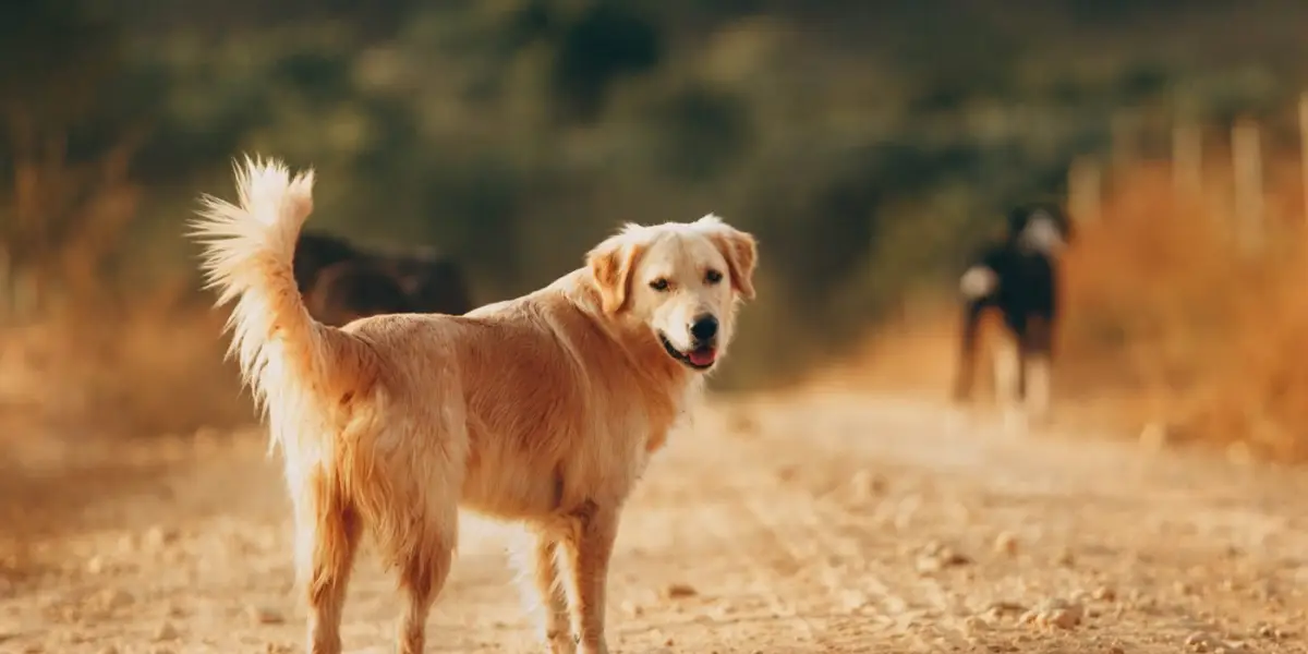 CHP'den Sokak Köpekleri için Kanun Teklifi