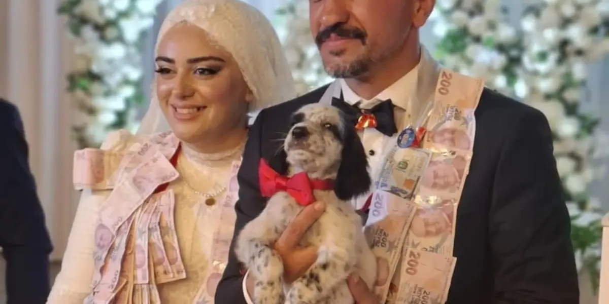Trabzon'da Bir Düğünde Damada Altın Yerine Av Köpeği Yavrusu Hediye Edildi!