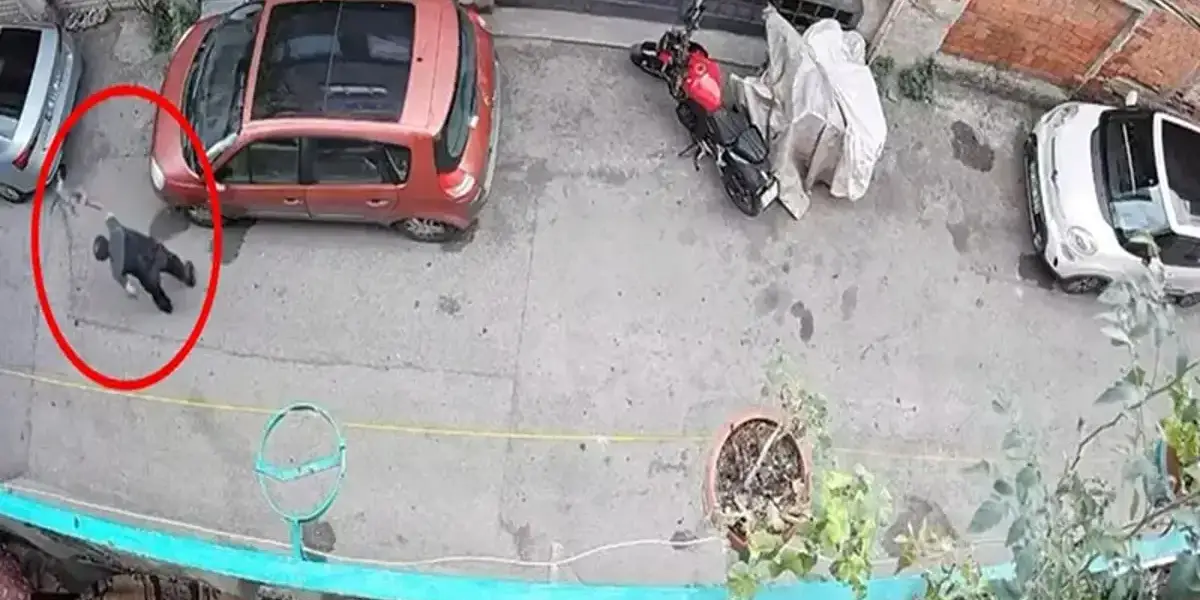 Bursa'da Kediye Şiddet Uygulayan Şüpheli Yakalandı