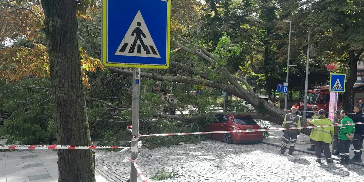 Nişantaşı'nda Bir Garip Tesadüf: 40 Gün Arayla Yine Ağaç Devrildi