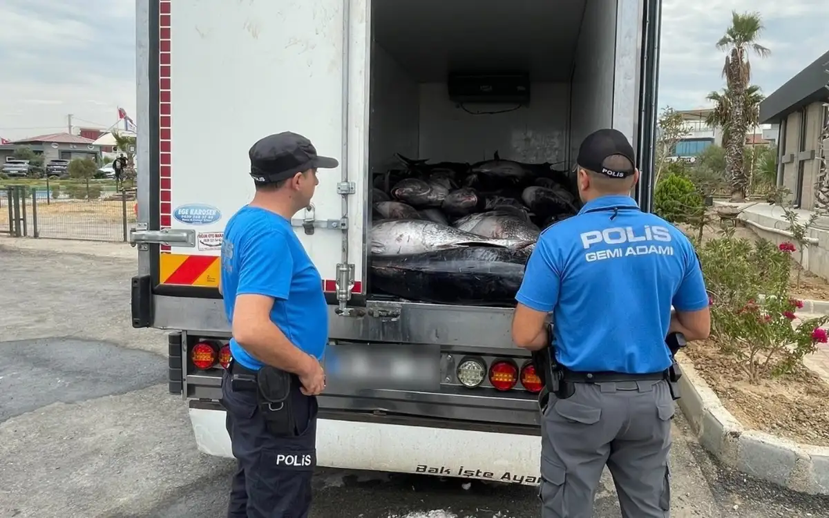 İzmir’de iki araçta kaçak avlanan 3 ton orkinos ele geçirildi