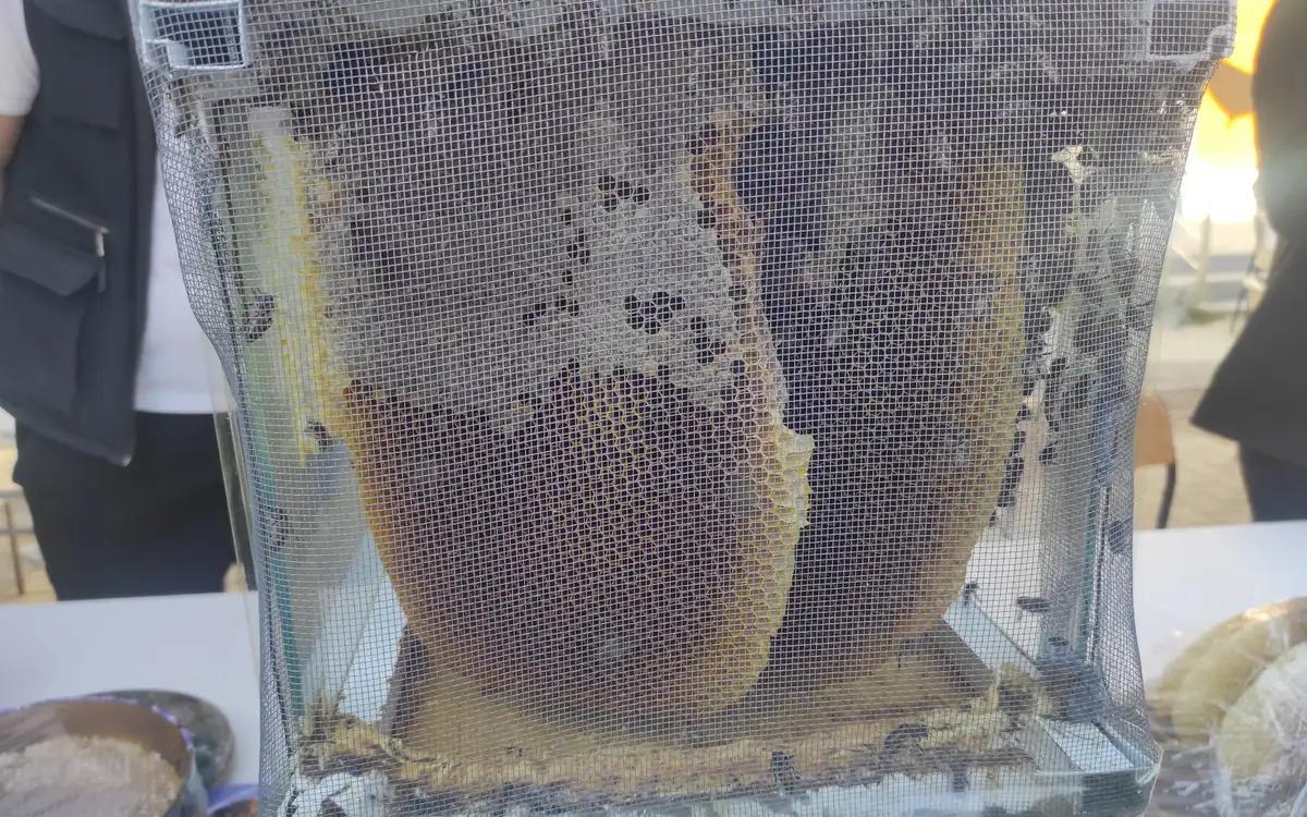 El değmeden üretiliyor, 1 kilogramı 400 bin liraya satıldı