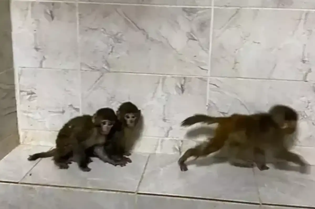 3 makak maymunu sınır kapısından geçen araçta bulundu