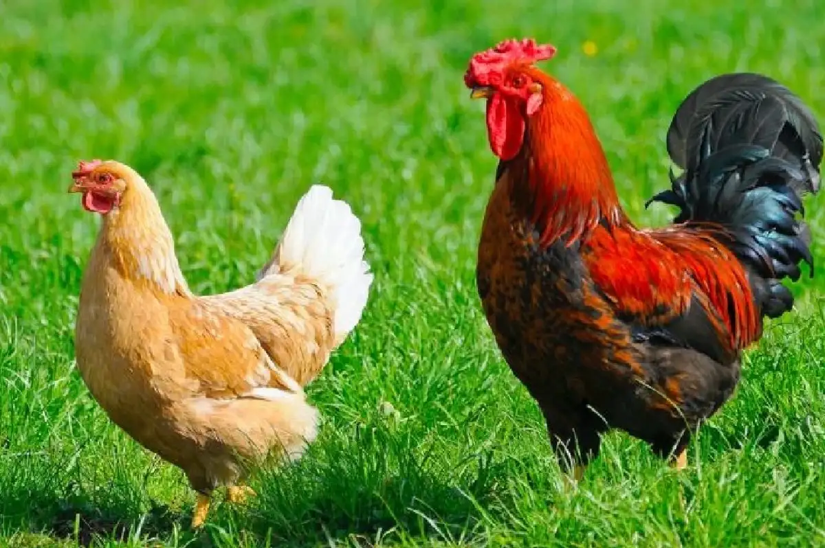 Banvit Sahibi Kimdir? İsrail Malı mı? Banvit Boykot Mu? Tüm Soruların Cevapları