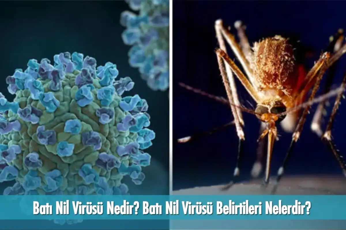 Batı Nil Virüsü Nedir? Batı Nil Virüsü Belirtileri, Tedavisi ve Korunma Yolları!