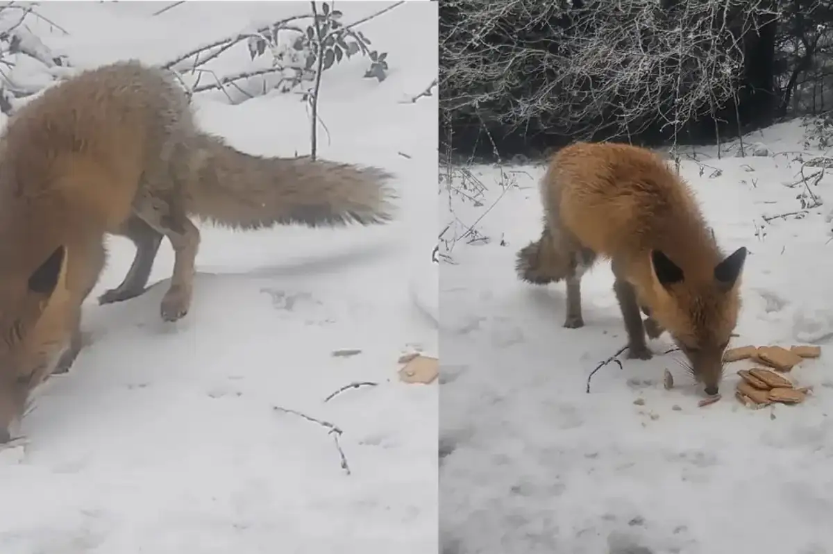 Bolu'da Ekmekleri Kara Gömerek Stoklayan Tilki İlgi Odağı Oldu