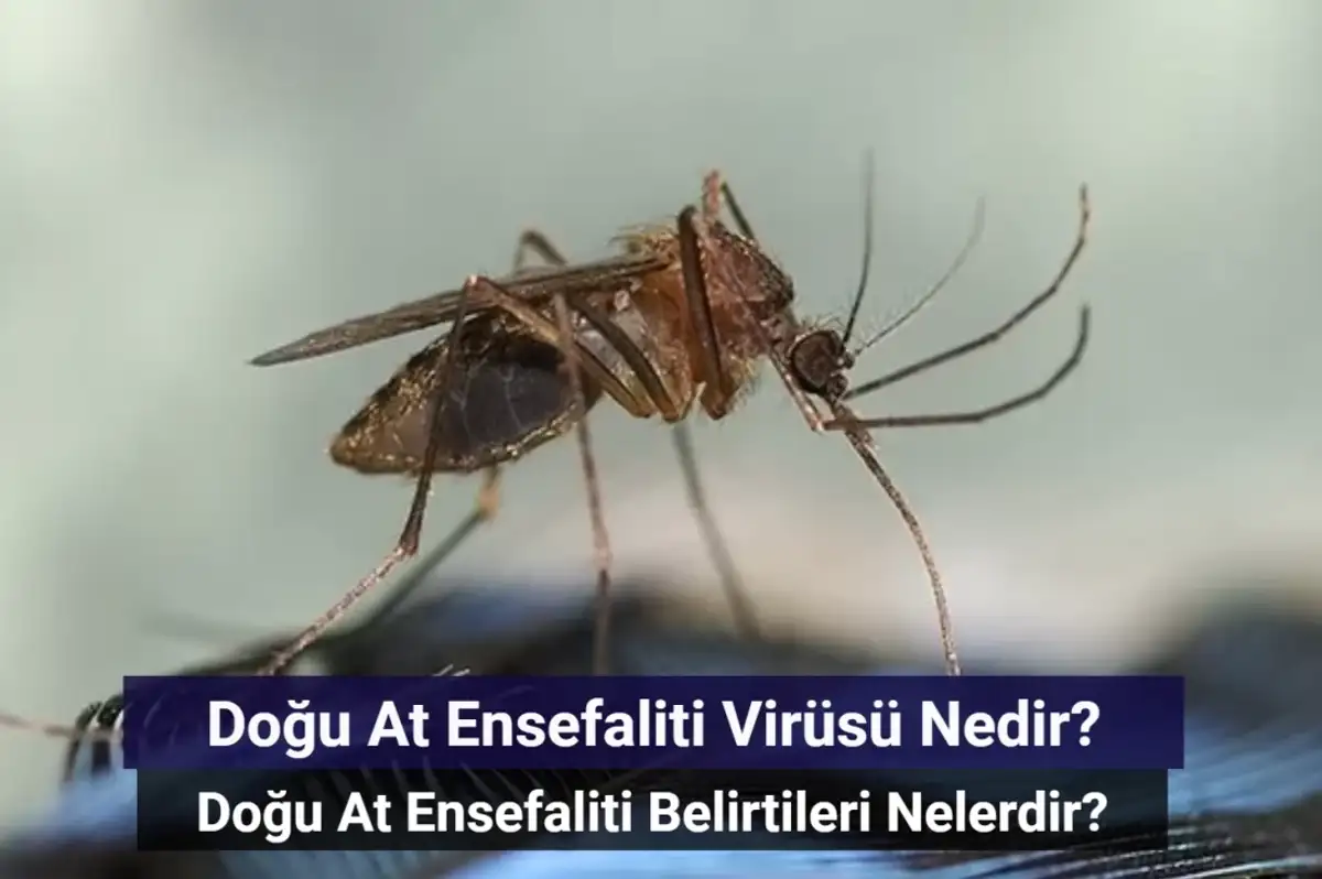 Doğu At Ensefaliti Virüsü Nedir? Doğu At Ensefaliti Belirtileri Nelerdir?