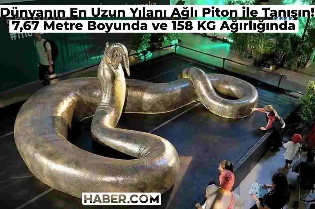 Dünyanın En Uzun Yılanı Ağlı Piton Nedir? 7 Metre Uzunluğu, 158 KG Ağırlığı ile İşte Dünyanın En Büyük Yılanı!