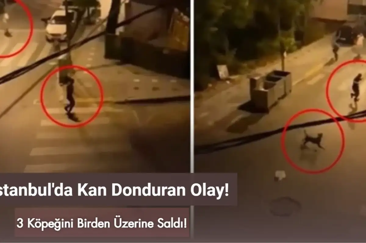 İstanbul Esenyurt'ta Skandal Olay: 3 Köpeğini Bir Adama Saldırttı!