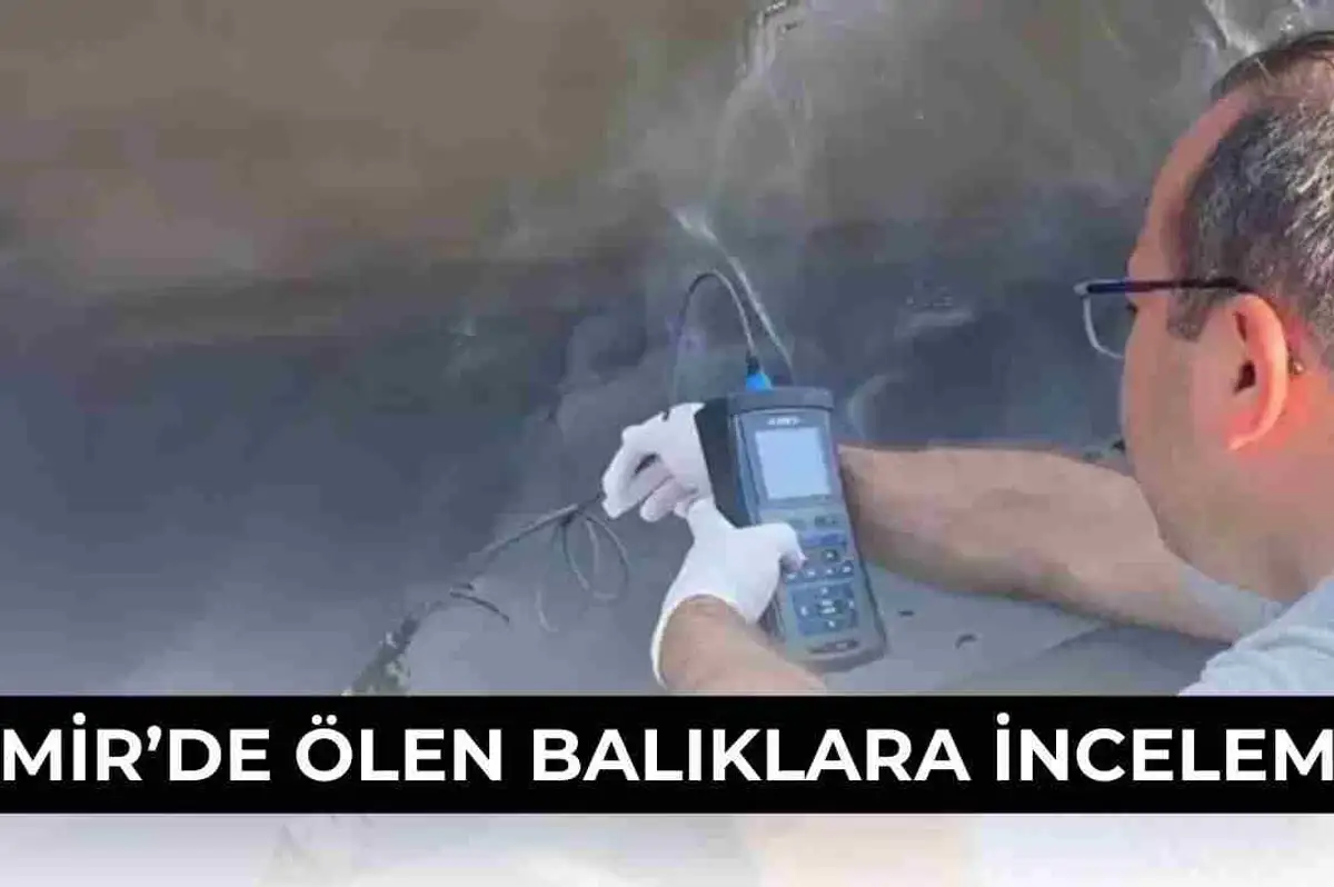 İzmir Körfezi’nde Balık Ölümlerine Bakanlıktan İnceleme Kararı!