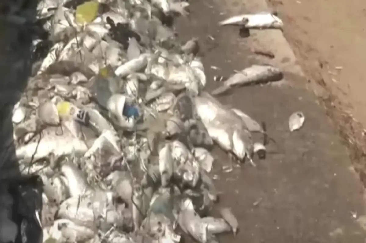 İzmir Körfezi'nde Ölü Balıklar Artıyor!