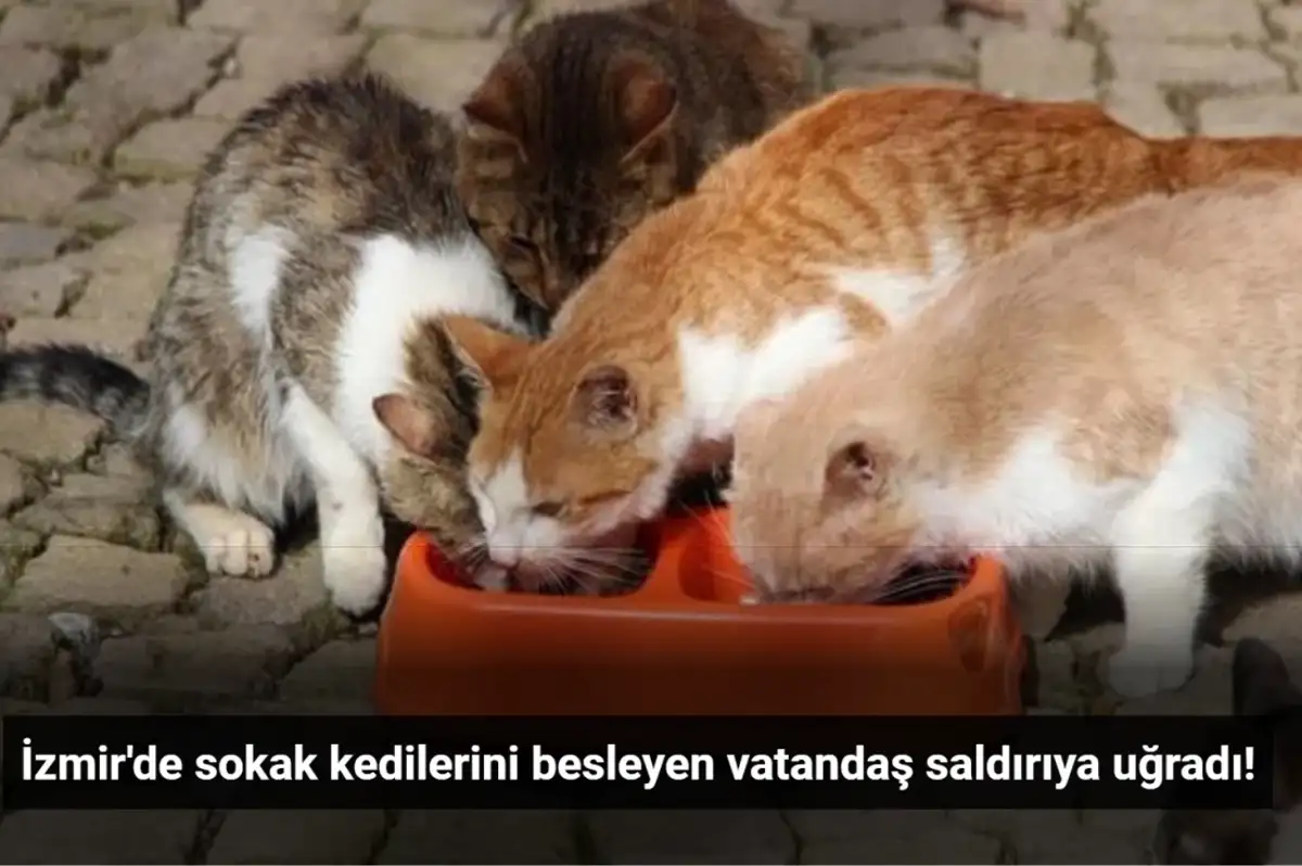 İzmir Menemen'de Sokak Kedilerini Besleyen Vatandaşa Saldırı!