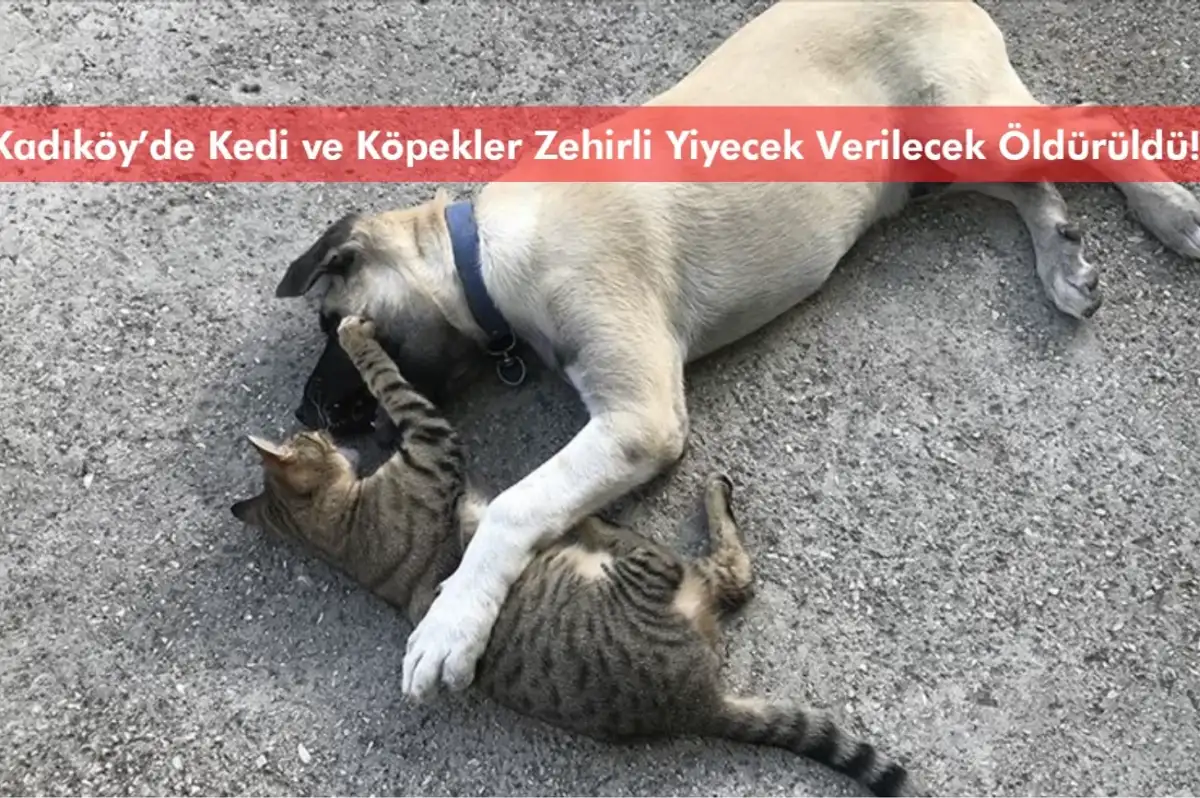 Kadıköy’de Kedi ve Köpekler Zehirli Yiyecek Verilecek Öldürüldü!