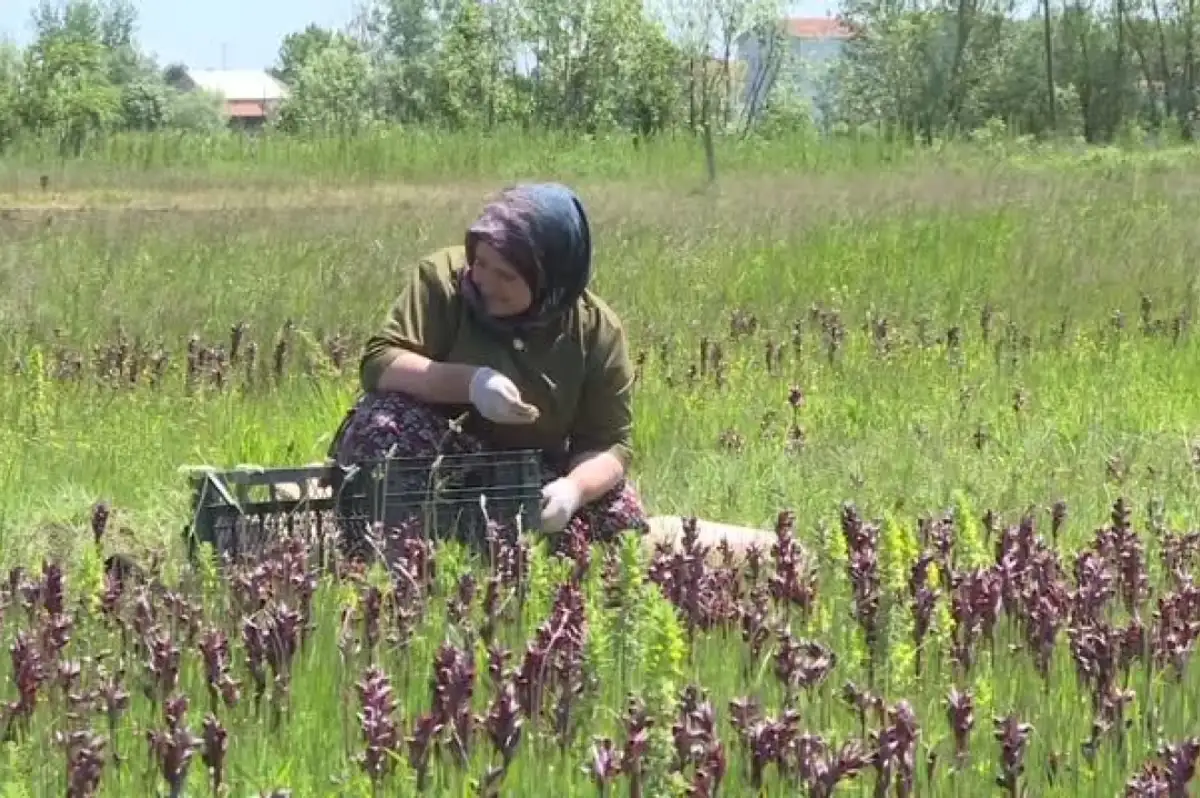 Kilosu 6 Bin Liraya Ulaştı: Doğal Hazine En Fazla O İlçede Üretiliyor