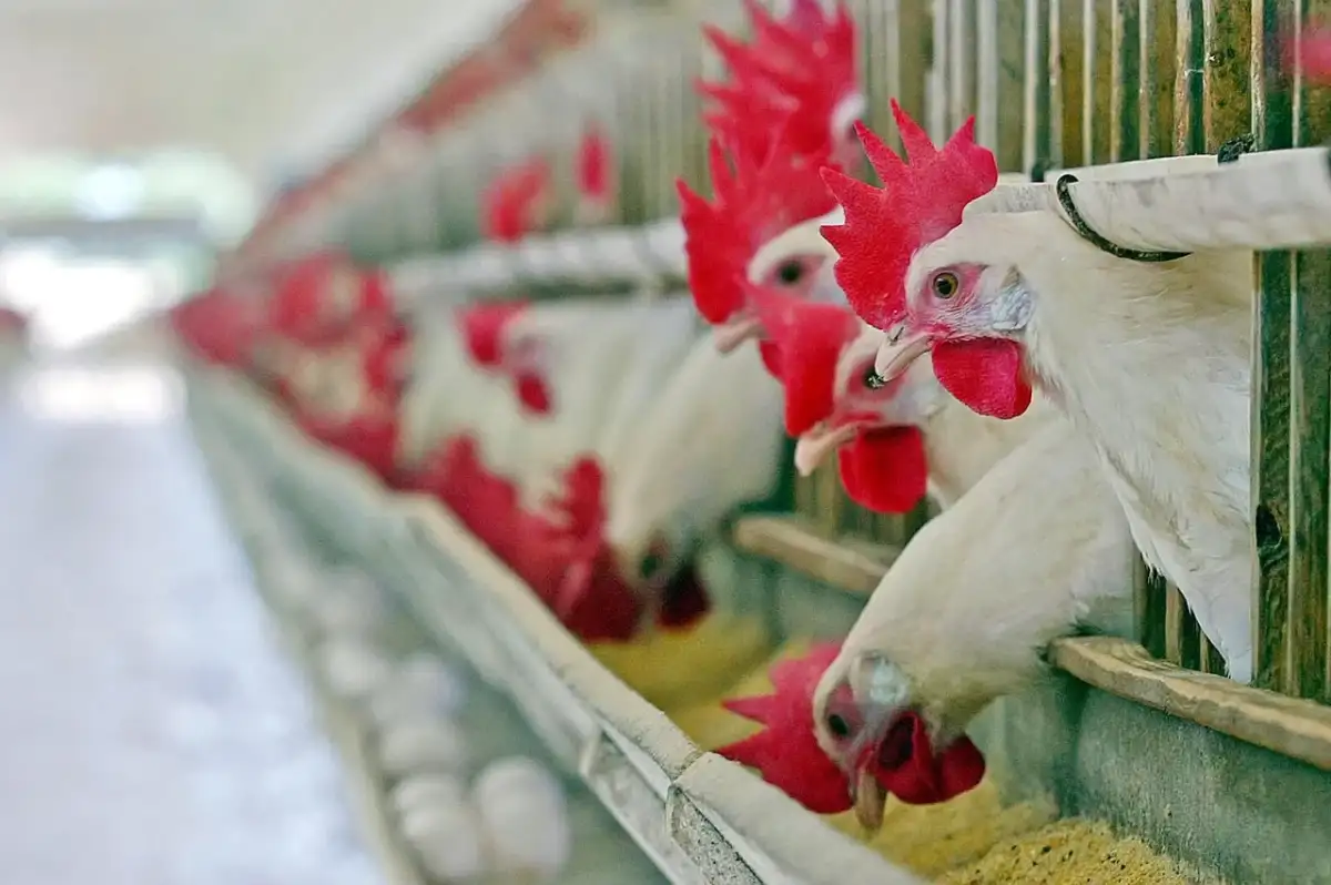 Konya'daki Çiftlikte H5N1 Virüsü Tespit Edildi: Kuş Gribi Geri Mi Dönüyor?