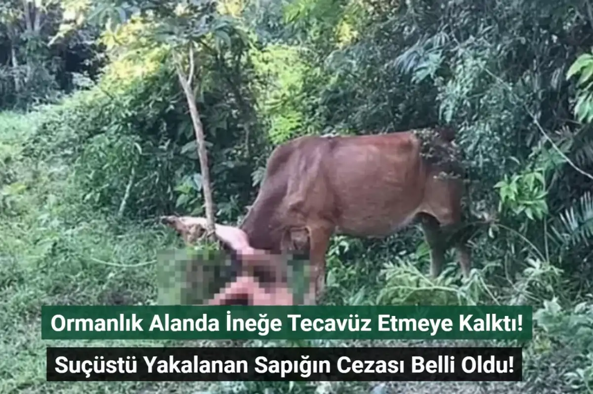 Ormanlık Alanda İneğe Tecavüz Etmeye Kalktı! Suçüstü Yakalanan Sapığın Cezası Belli Oldu!