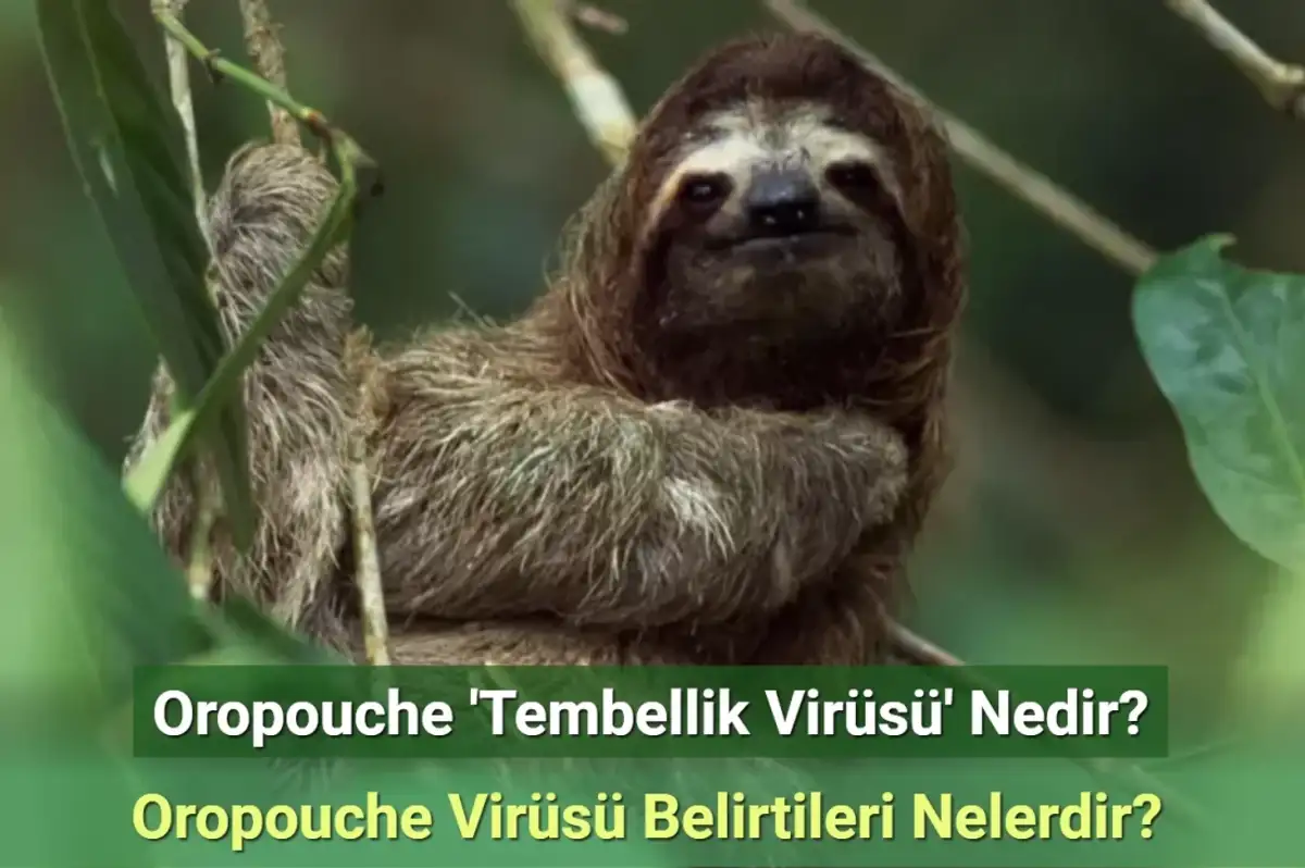 Oropouche 'Tembellik Virüsü' Nedir? Oropouche Virüsü Belirtileri Nelerdir?