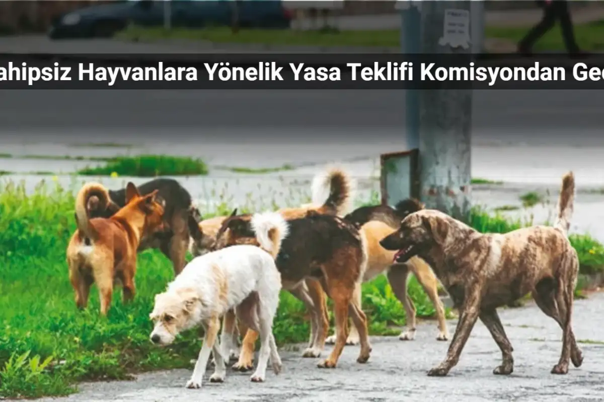 Sahipsiz Hayvanlara Yönelik Yasa Teklifi Komisyondan Geçti