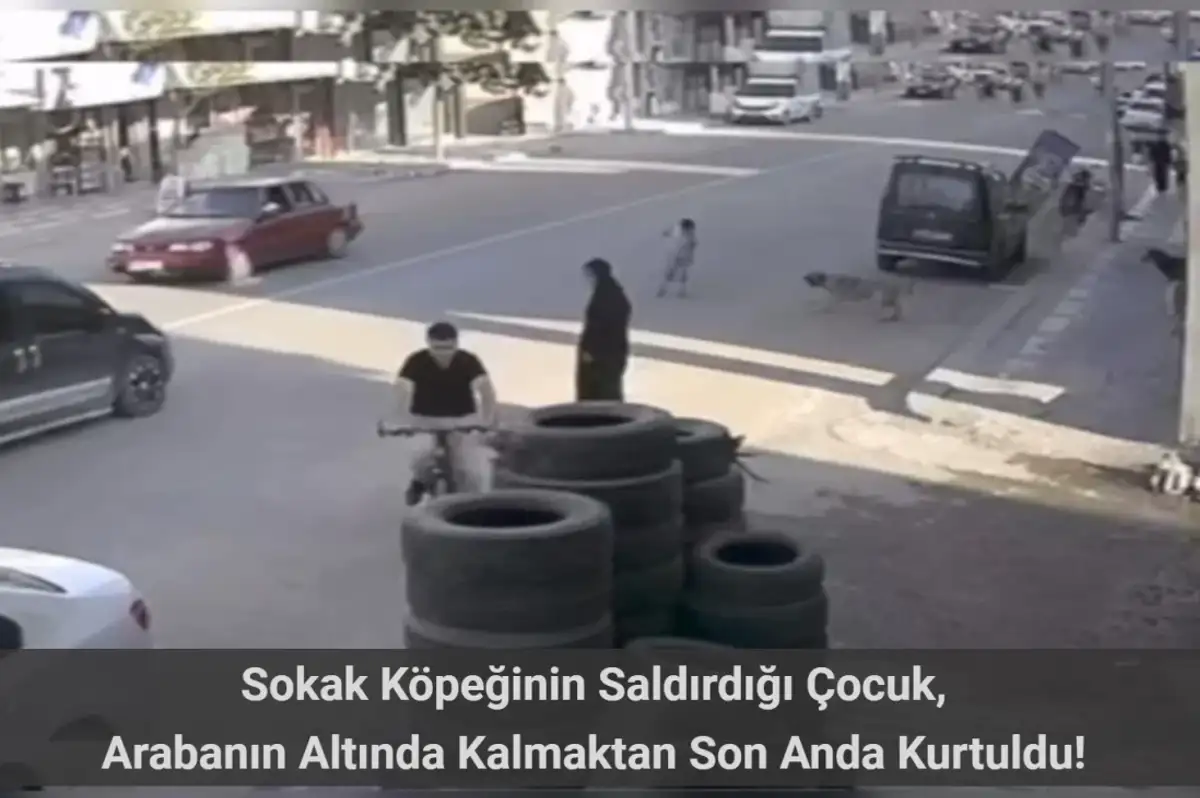 Şanlıurfa'da Köpekten Kaçan Çocuk Az Kalsın Arabanın Altında Kalıyordu