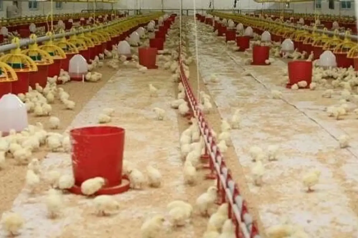 Şenpiliç İsrail Malı mı, Şenpiliç Kimin, Şenpiliç Boykot Mu? Hangi Ülkenin Markası? Tüm Soruların Cevapları