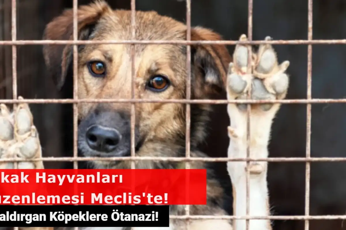Sokak Hayvanları Düzenlemesi Meclis'te! Saldırgan Köpekler Uyutulacak