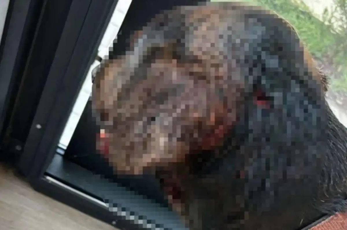 Sokak Köpeğini Tabancayla Vurdular!