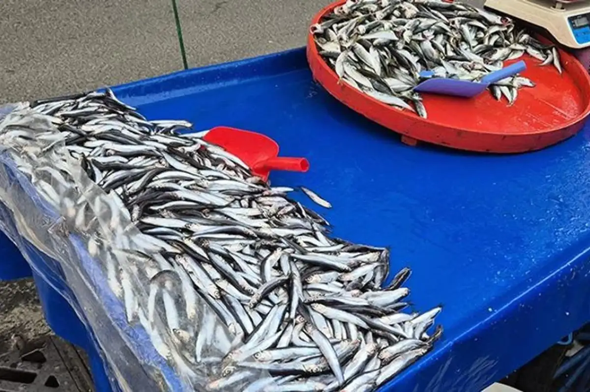 Tazecik Balıklar Tezgahlarda Yerini Aldı! İşte Hamsi ve İstavritin Kilogram Fiyatı!