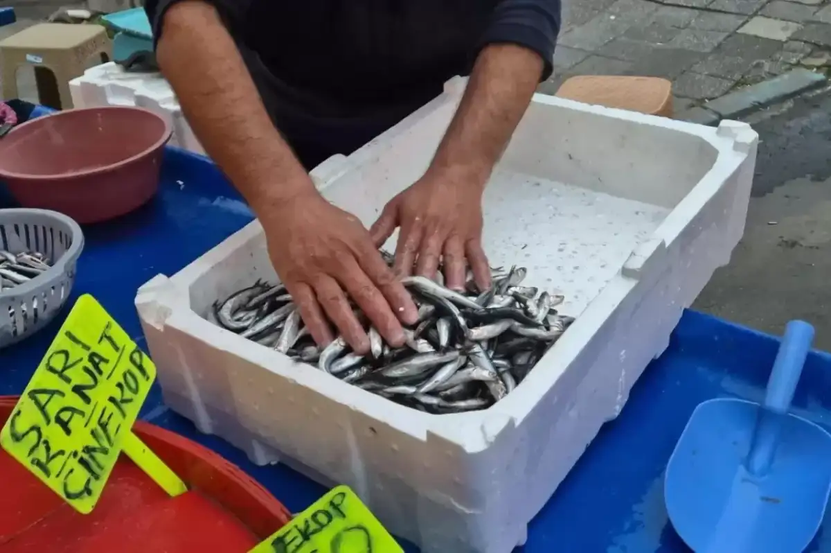 Tekirdağ’da Hamsi Bolluğu: Kilosu 100 Lira