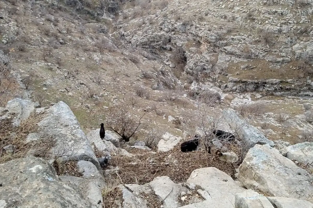 TikTok İzlemeye Dalan Çoban Keçilerini Unuttu! Kayalıklarda Ölüm Kalım Savaşı