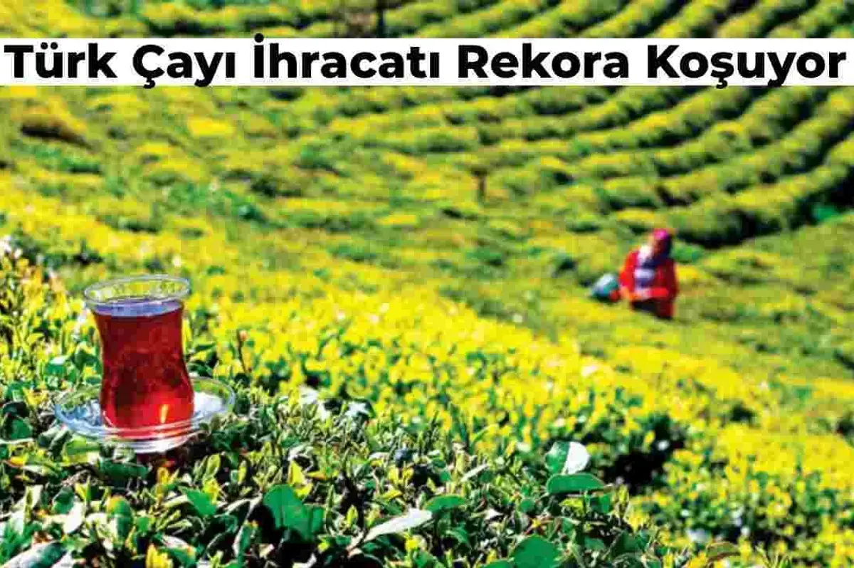 Türk Çayı İhracat Rekoruna Koşuyor! İşte Çayın İhracatta Dudak Uçuklatan Dolar Cinsinden Getirisi!