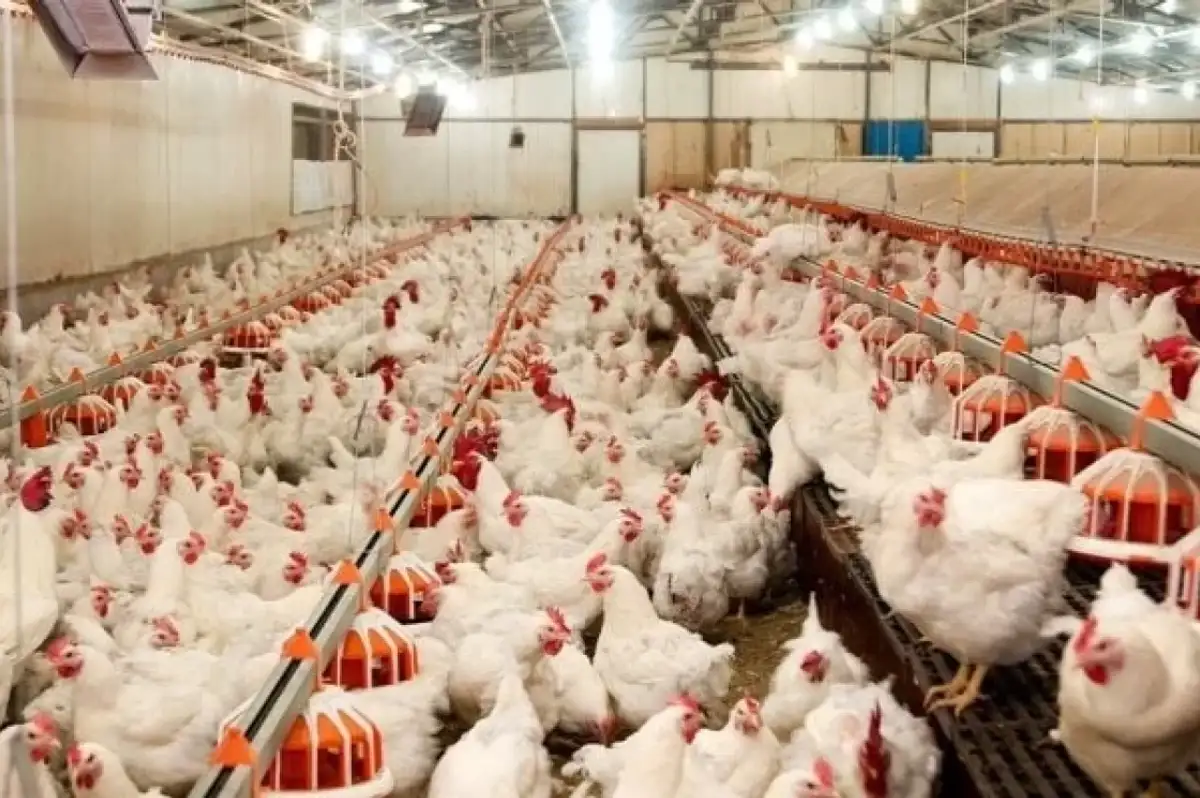 Yemsiz Tavuk Beslenir mi? Tavuk Beslenmesi ve Verimlilik İçin İpuçları