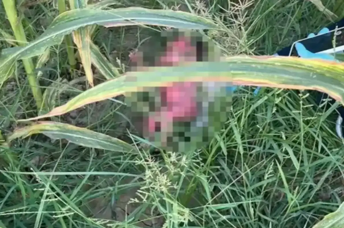 Yeni Doğmuş Bebeği Mısır Tarlasına Bıraktılar!