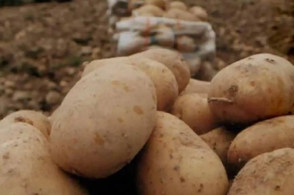 Seyyar Satıcının Oyununu Müşteri Bozdu! 21 Kiloluk Patates 10 Kilo Çıktı