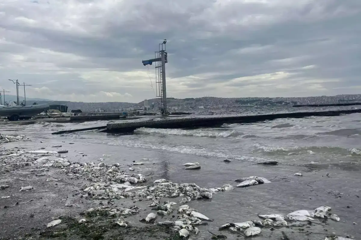 İzmir Körfezindeki Kirliliğe İlişkin Soruşturma Başlatıldı