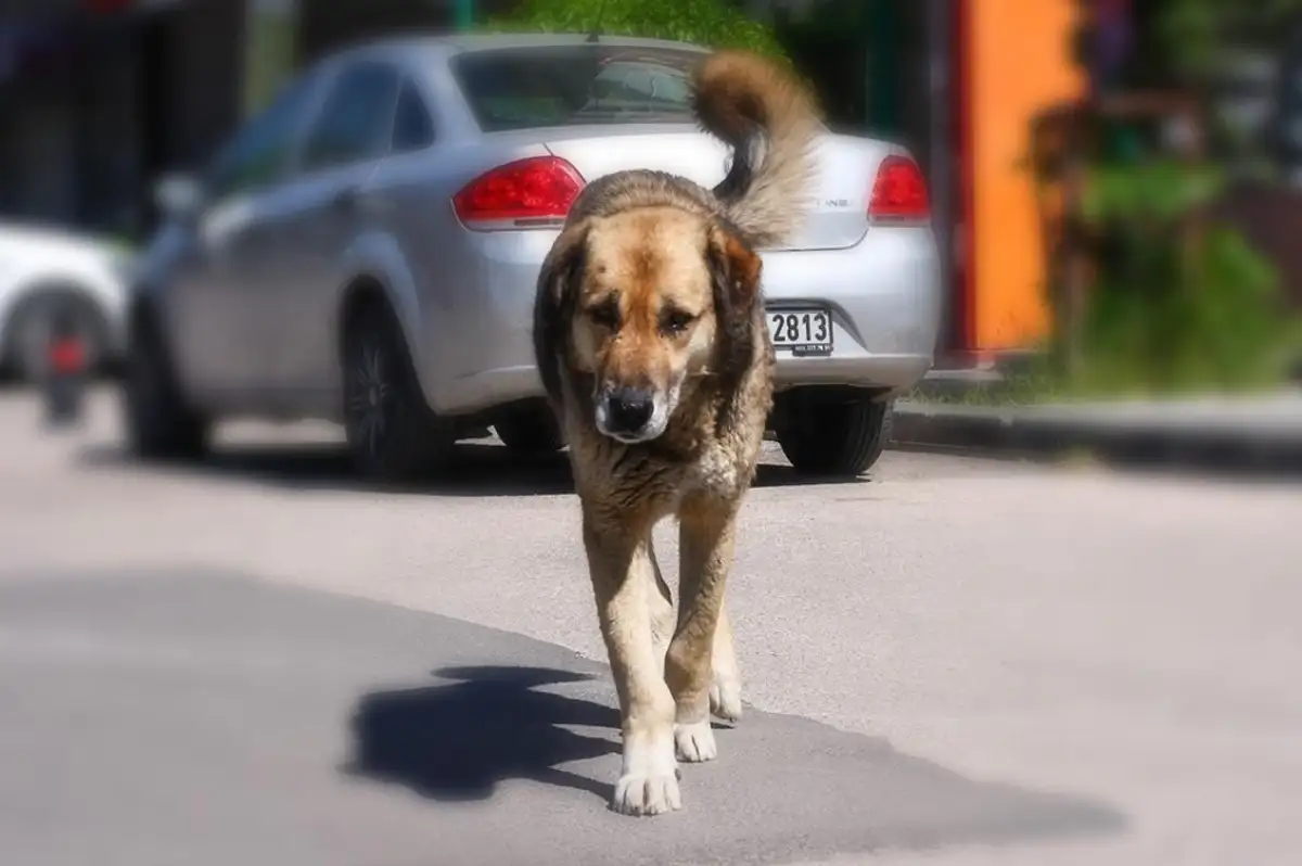 Başıboş Köpeklerle İlgili Yeni Adım