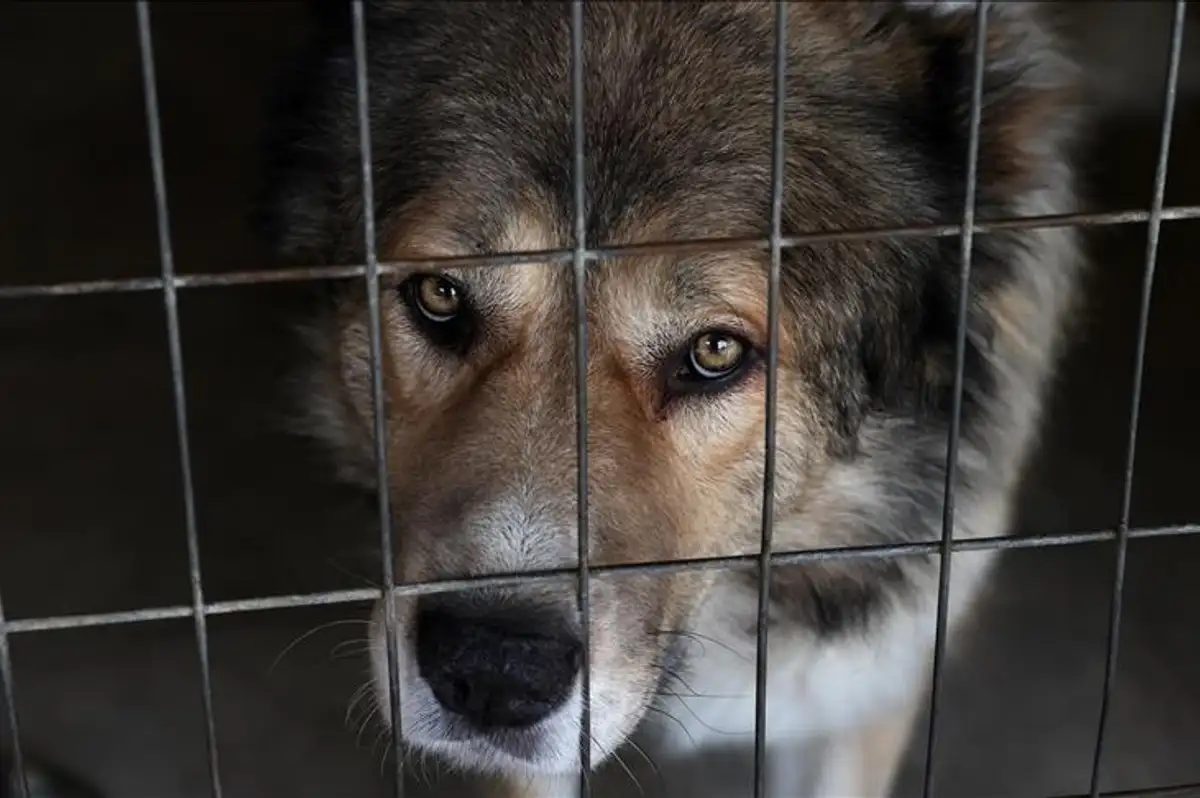 Güney Kore'de Köpek Eti Yasağı Sonrası Köpek Çiftliklerinin Yüzde 40'ı Kapandı