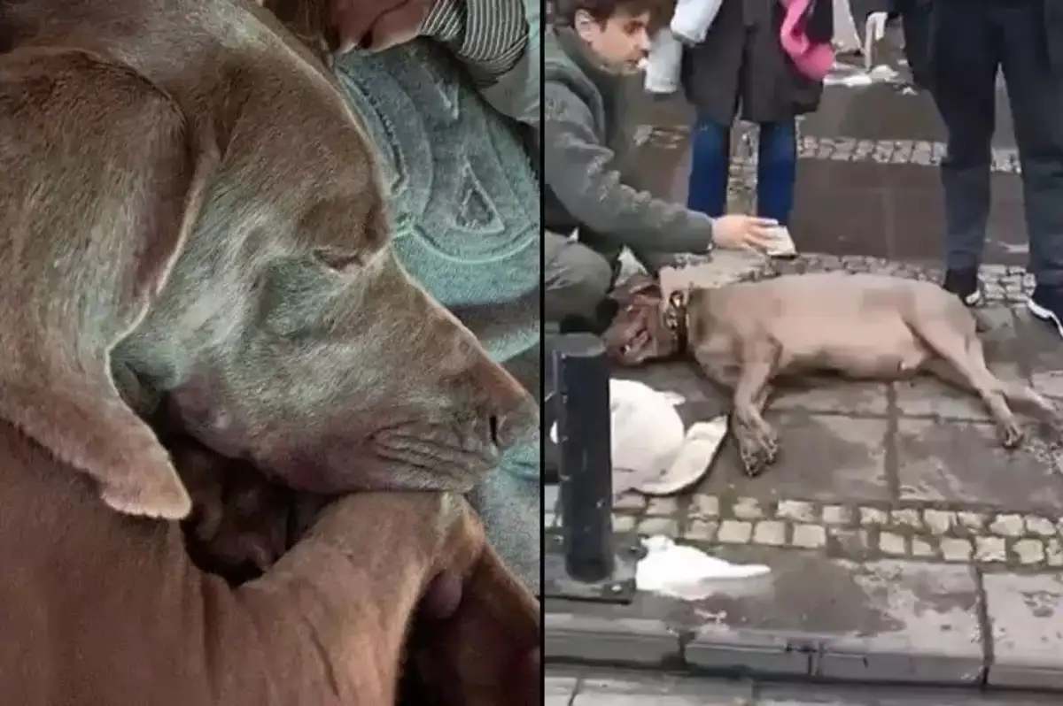 Beşiktaş'ta Elektrik Akımına Kapılan 'Choko' Köpekten Haber Var!