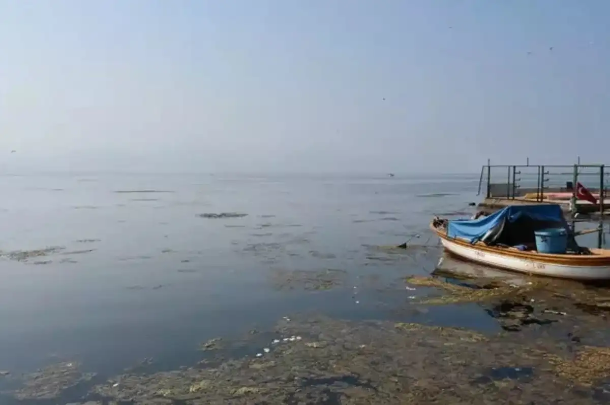 İzmir Körfezi'ni Deniz Marulu Kapladı