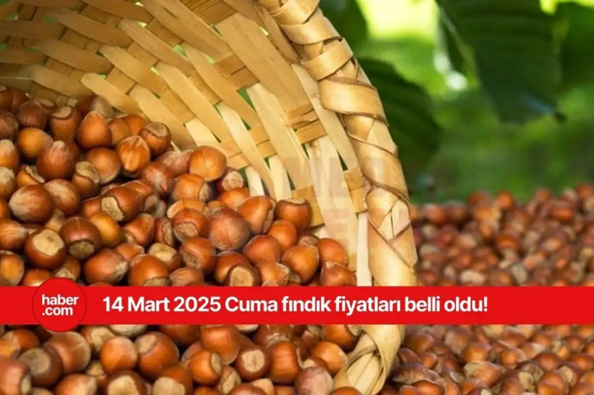 14 Mart 2025 Cuma fındık fiyatları ne kadar? Ordu, Samsun, Giresun, Trabzon fındık fiyatları