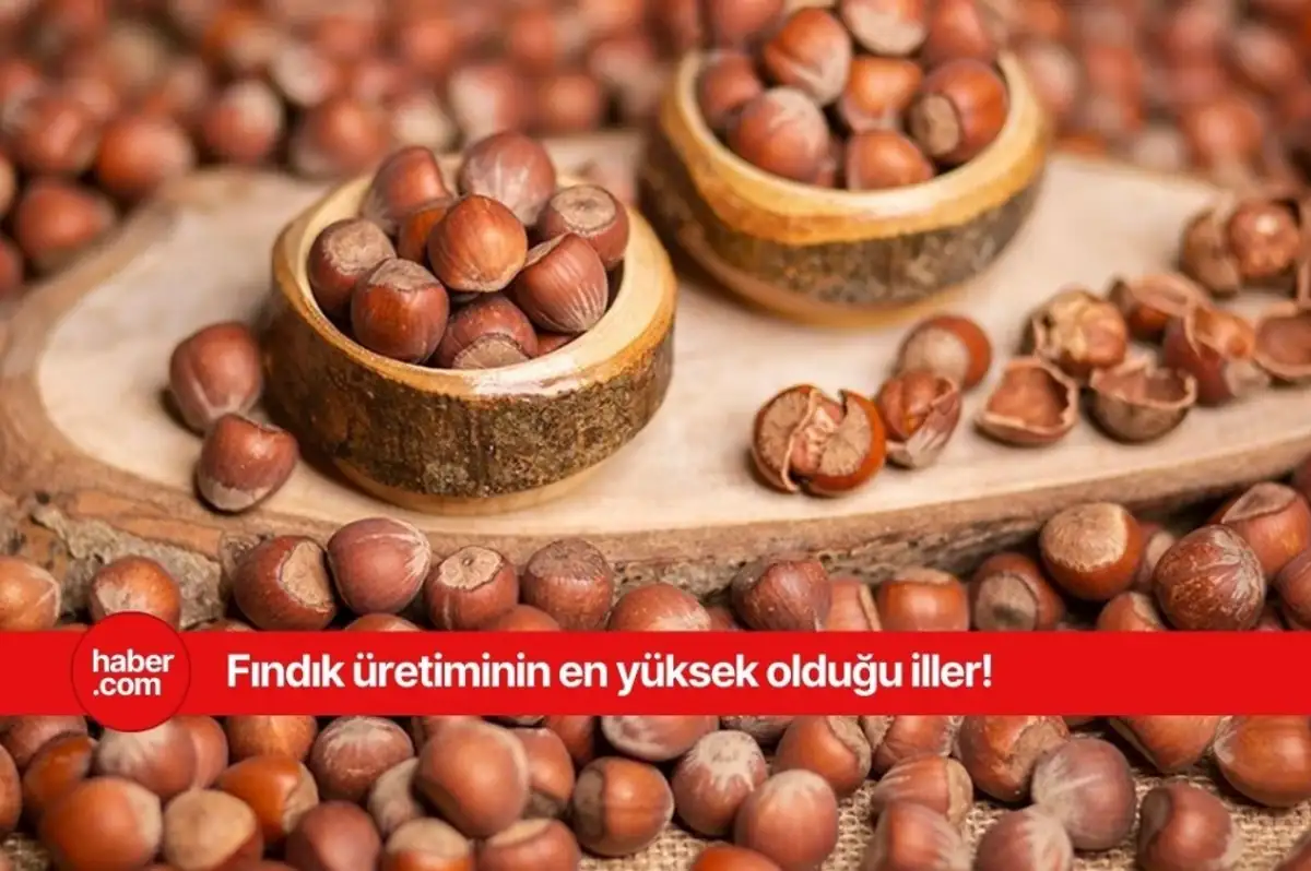 Türkiye'nin en çok fındık üreten illeri açıklandı! İşte o iller