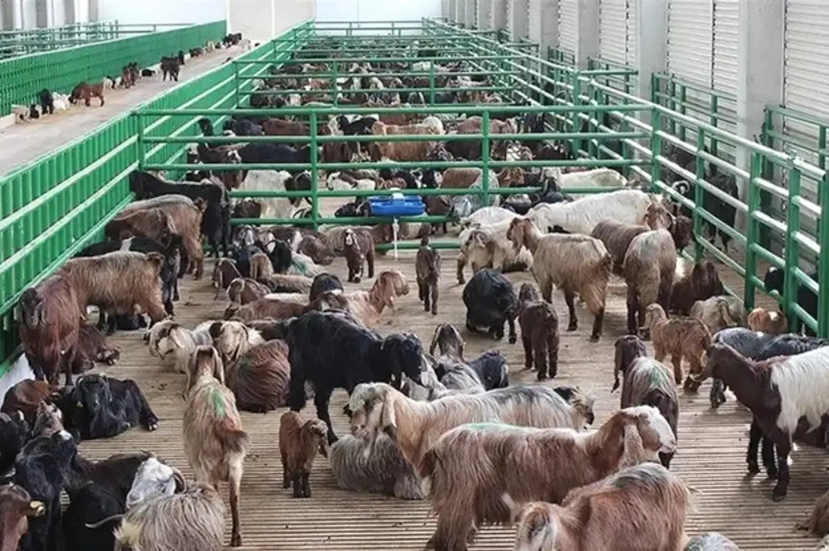 Tarım ve Orman Bakanlığı Hayvancılık Destekleme Başvuruları 7 Nisan'da Başlıyor