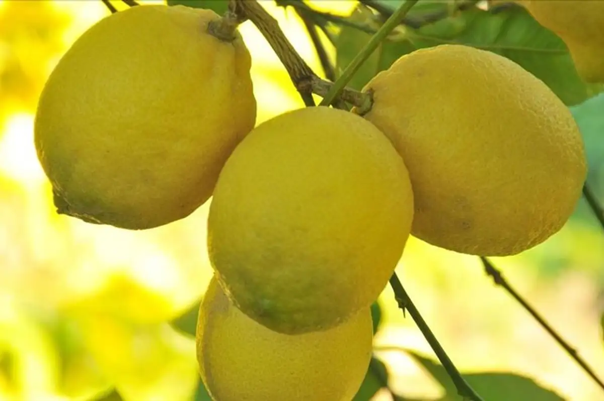 Limon İhracatına Soğuk Hava Engeli: Detayları Ticaret Bakanlığı Duyurdu
