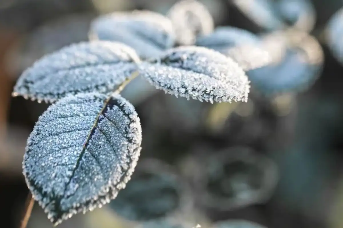 Meteorolojiden Kar, Rüzgar ve Zirai Don Uyarısı